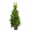 Thuja Green Giant