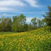 Wild Sunshine™ – Golden Alexander (Zizia aurea) Native Wildflower Seed Pollinator-Friendly, Perennial Ecotype