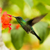 Hummingbird Haven Mix – photo 4