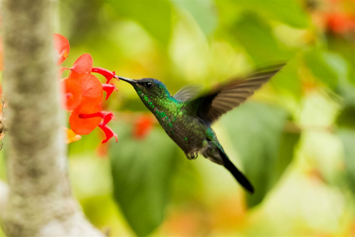 Hummingbird Haven Mix – photo 4