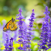 Monarch Meadow Native Mix – photo 4
