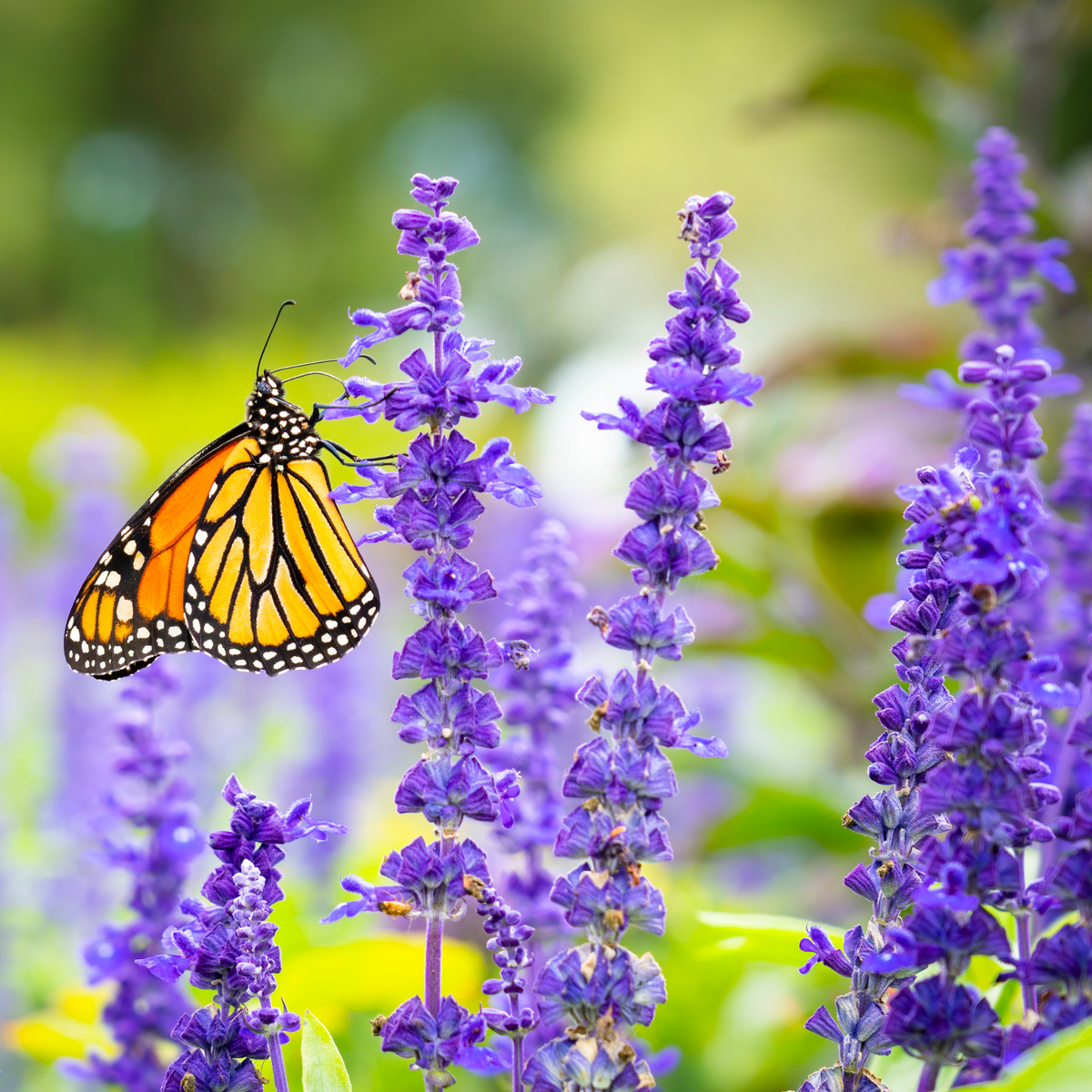 Monarch Meadow Native Mix – photo 4
