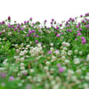Low Grow No-Mow Lawn Mix – Clover & Low-Maintenance Grass Alternative – photo 6