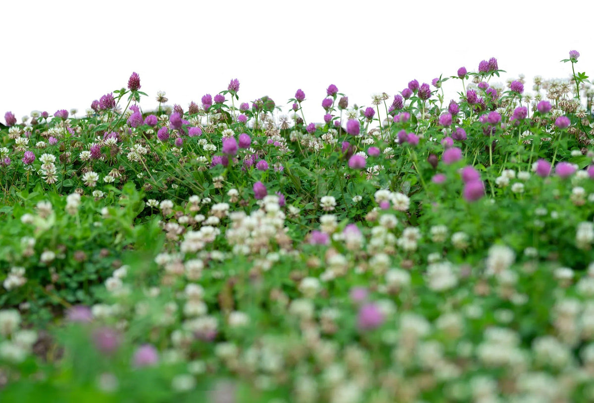 Low Grow No-Mow Lawn Mix – Clover & Low-Maintenance Grass Alternative – photo 6