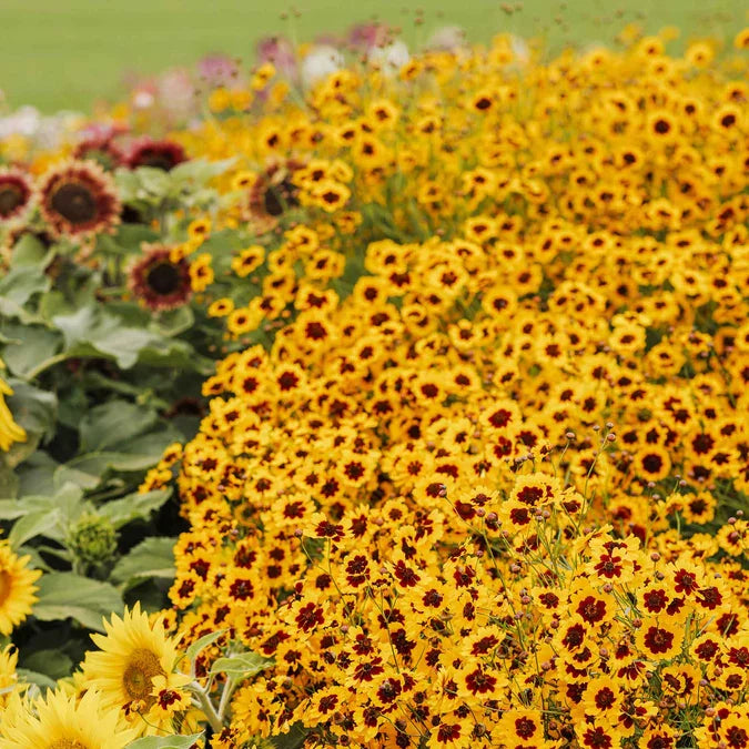 Western Wonders Native Wildflower Mix – photo 7