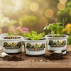 Pistachio Tree Grow Kit