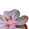 Echeveria 'Perle Von Nurnberg'