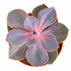 Echeveria 'Perle Von Nurnberg'