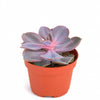 Echeveria 'Perle Von Nurnberg'