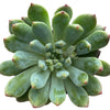 Echeveria Sedeveria Blue Elf