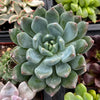 Echeveria Blue