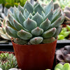 Echeveria Blue