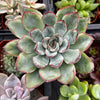 Echeveria Pulido
