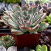 Echeveria Pulido