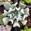 Echeveria Topsy Turvy