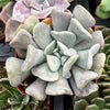 Echeveria Cubic Frost