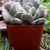 Echeveria Cubic Frost