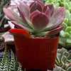 Echeveria Red Baron
