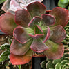 Echeveria Red Baron
