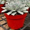Echeveria Subsessilis