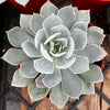 Echeveria Subsessilis