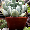 Echeveria Topsy Turvy