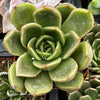 Echeveria Agavoides Prolifera