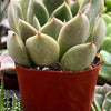 Echeveria Agavoides Prolifera
