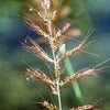 100 WALTER'S BARNYARD GRASS Wetland Ornamental Echinochloa Walteri Seeds