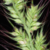 100 WALTER'S BARNYARD GRASS Wetland Ornamental Echinochloa Walteri Seeds