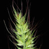 100 WALTER'S BARNYARD GRASS Wetland Ornamental Echinochloa Walteri Seeds
