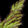 100 WALTER'S BARNYARD GRASS Wetland Ornamental Echinochloa Walteri Seeds