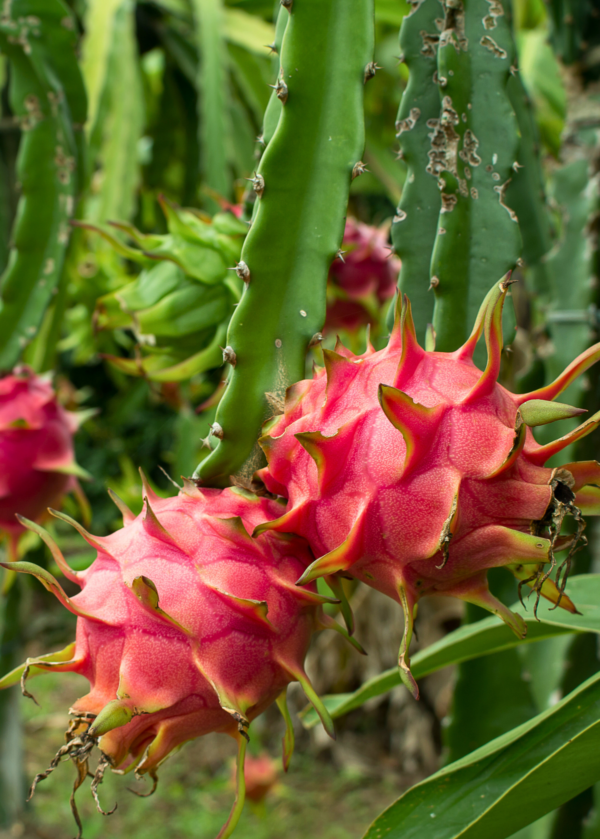 Dragon Fruit 'Edgar's Baby' (Hylocereus stenopterus x Hylocereus Guatemalensis) – live plant