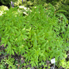 100 MINT BUSH White Elsholtzia Stauntonii Alba Chinese Mint Fragrant Shrub Seeds
