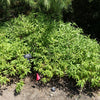 100 MINT BUSH White Elsholtzia Stauntonii Alba Chinese Mint Fragrant Shrub Seeds