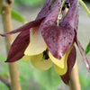 100 ORIENTAL COLUMBINE Plum & White Aquilegia Vulgaris Flower Seeds