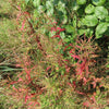 100 CINNAMON WILLOWHERB Eastern Purpleleaf Epilobium Coloratum Flower Seeds