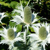 Giant Silver Sea Holly Seeds – Eryngium Giganteum Miss Willmott's Ghost Flower