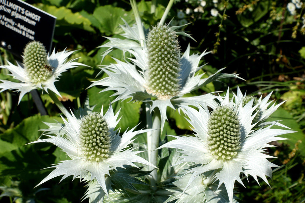 Giant Silver Sea Holly Seeds – Eryngium Giganteum Miss Willmott's Ghost Flower