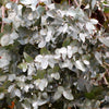 10 SILVER BOX EUCALYPTUS Pruinosa Silvery Blue-Green Foliage Apple Box Smoke Tree White Yellow Flower Seeds