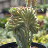 Succulent Euphorbia Lactea Mermaid Tail