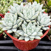 Echeveria Lilac Mist