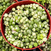 Variegated String of Pearls