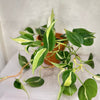 Philodendron Silver Stripe