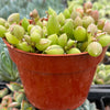 String of Watermelons