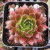 Hen & Chicks Gold Dust
