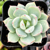 Echeveria Tippy Pink