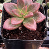 Graptosedum California Sunset