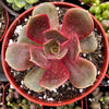 Echeveria Red Ball