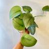 Scindapsus Silver Hero